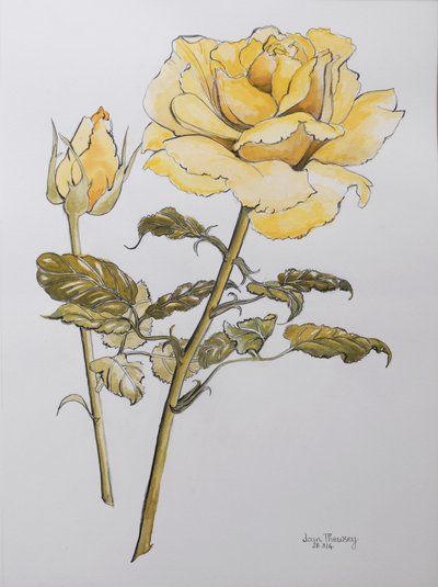 Rose jaune avec feuilles et bourgeon, 2012 - Joan Thewsey